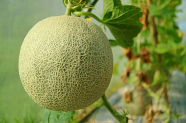 Tayland 'ın Nakornnayok Eyaleti' ndeki Taze Muskmelon ya da Cantaloupe Fruit on on the Tree 'yi kapattım.