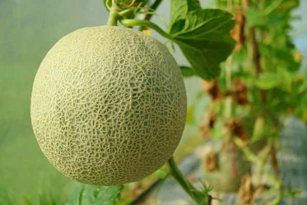 Fermeture Fruit Frais Melon Muscade Cantaloup Sur Arbre Province Nakornnayok — Photo