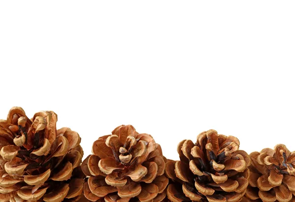 Closed Natural Dry Pine Cones Isolated White Background Free Space — Stock Photo, Image