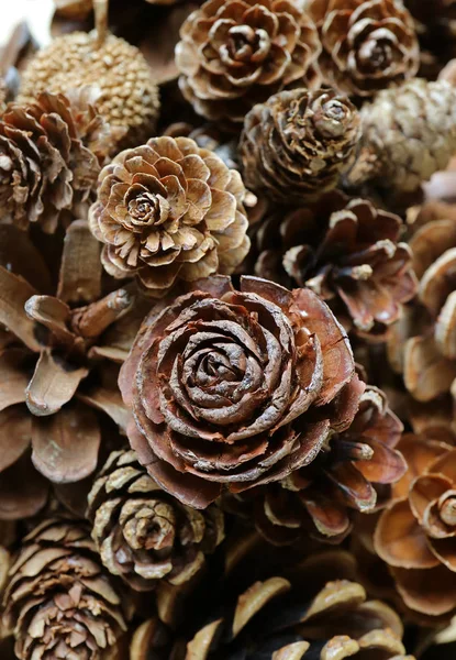 Vertical Photo Heap Natural Dry Pine Cones Different Types Texture — Stock Photo, Image