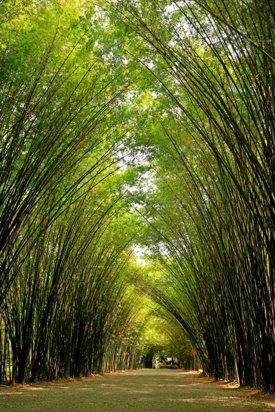 Natural Bamboo Tree Arch Walkway Entrance Chulapornwanaram Temple Nakornnayok Province — 스톡 사진