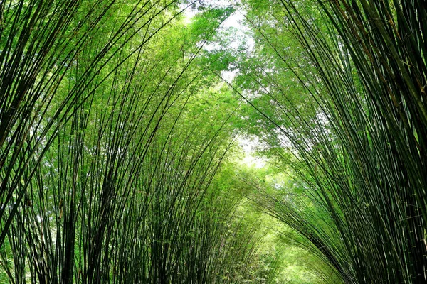 Sunlight Shining Natural Bamboo Tree Arch Entrance Chulapornwanaram Temple Nakornnayok — 스톡 사진