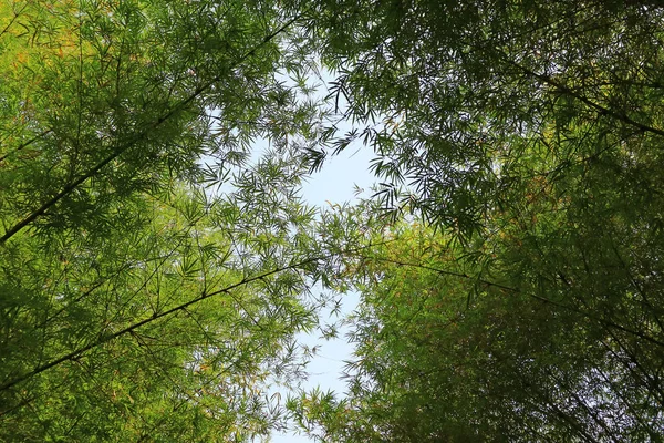 Low Angle View Bamboo Trees Arch Sunny Sky Thailand Background — 스톡 사진