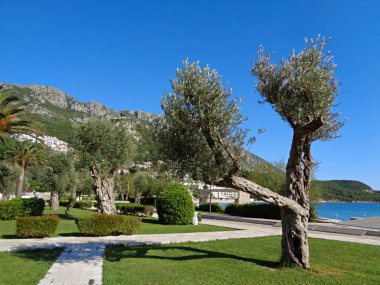 Karadağ, Budva, Karadağ, Balkanlar ve Avrupa 'nın Adriyatik kıyısında eşsiz bir ağaca sahip park