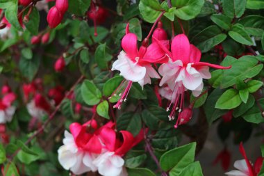 Birçok canlı pembe ve beyaz Fuchsia Hybrida Çiçekleri Yeşil Yapraklar, Cusco, Peru, Güney Amerika arasında çiçek açıyor.
