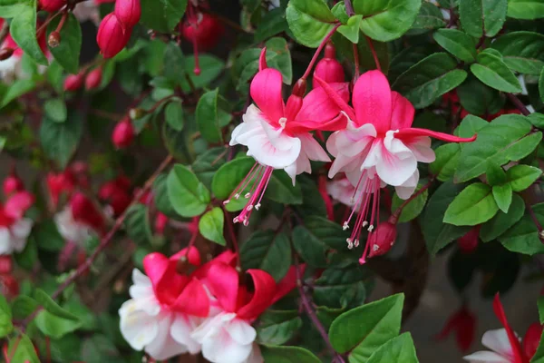 Muitas Das Flores Vibrantes Rosa Branco Fuchsia Hybrida Florescendo Entre — Fotografia de Stock