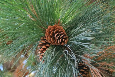 El Calafate, Patagonya, Arjantin 'deki Çam ağacında asılı duran bir çift kozalağı kapattım.