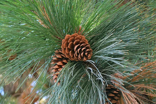 Stängde Ett Par Kottar Pine Tree Calafate Patagonien Argentina — Stockfoto