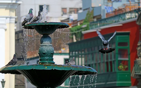 Una Paloma Aterrizando Fuente Plaza Mayor Lima Perú América Del —  Fotos de Stock