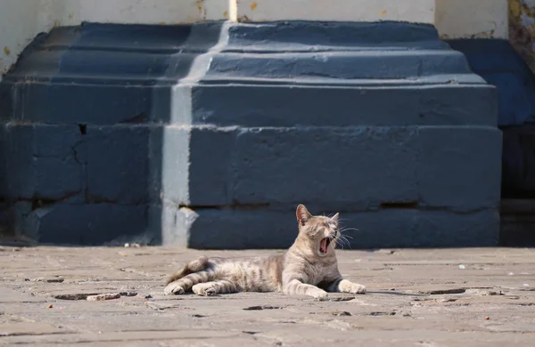 Light Brown Cat Yawning While Sunbathing Courtyard Basilica Convent San — Stock Photo, Image
