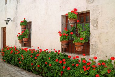 Eski binanın pencerelerinde asılı kırmızı çiçekli çalılar ve bitkilerle dolu dar bir sokak, Santa Catalina Manastırı, Arequipa, Peru