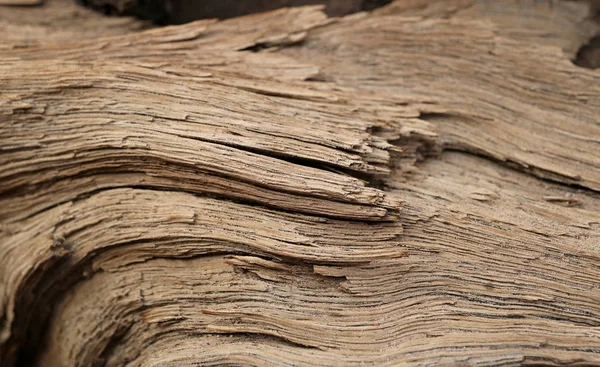 Close Rough Tree Trunk Plants Tekstura Sztandar Tło — Zdjęcie stockowe