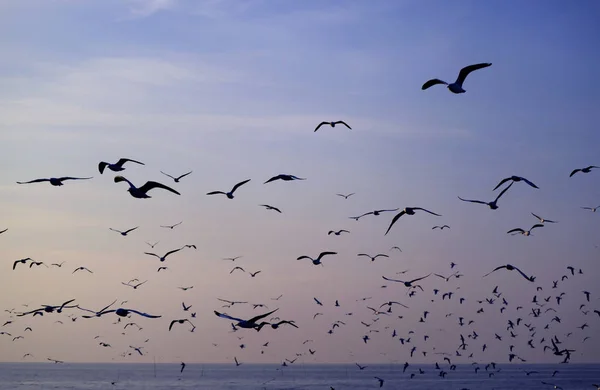 Silhouette Innumerevoli Gabbiani Che Volano Contro Cielo Blu Pastello Del — Foto Stock