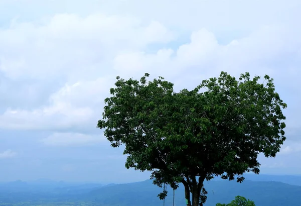 Nanılmaz Kalp Şekli Ağacı Tayland Phitsanulok Eyaleti Doğa Tarafından Yaratılmıştır — Stok fotoğraf