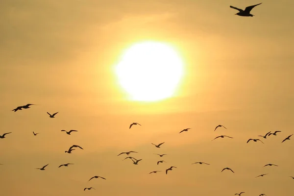 许多海鸥迎着新升起的太阳飞翔 大自然的背景 — 图库照片