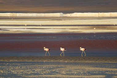 Üç Yürüyen Pembe Flamingo Uzakta, Laguna Colorada, Bolivya Altiplano, Potosya Bölümü