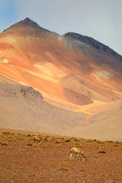 Zwei Wilde Vicunas Den Ausläufern Der Anden Bolivianisches Altiplano Bolivien — Stockfoto