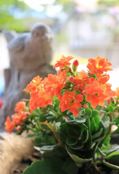 Closed Vivid Orange Color Flowers Flaming Katy Succulent Plants Blurred — Stock Photo, Image