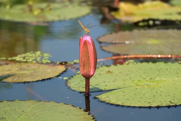 Dragonfly Dinleniyor Pembe Lotus Çiçeğinin Tepesinde Gün Işığında Bud — Stok fotoğraf