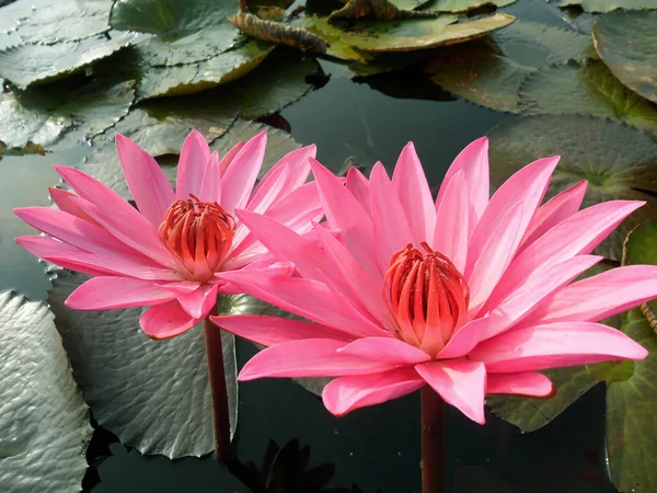 Pair Beautiful Blooming Pink Lotus Flowers Pond Stock Picture