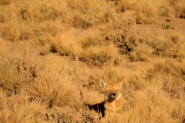 Bir Uykulu Andean Tilkisi Çöl Fırça Tarlası arasında güneşleniyor, Kuzey Şili 'nin Atacama Çölü, Güney Amerika
