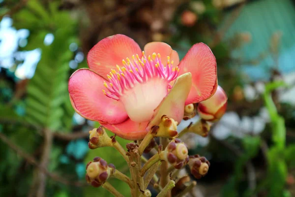 Closeup Gorgeous Blooming Sal Flower Shorea Robusta — 스톡 사진