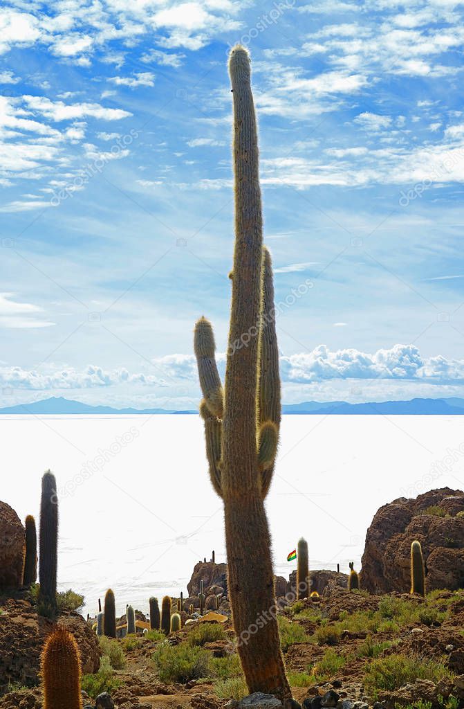 Centuries-old Giant Cactus on the Isla Incahuasi, a Rocky Outcrop in the Middle of Uyuni Salt Flats in Bolivia, South America