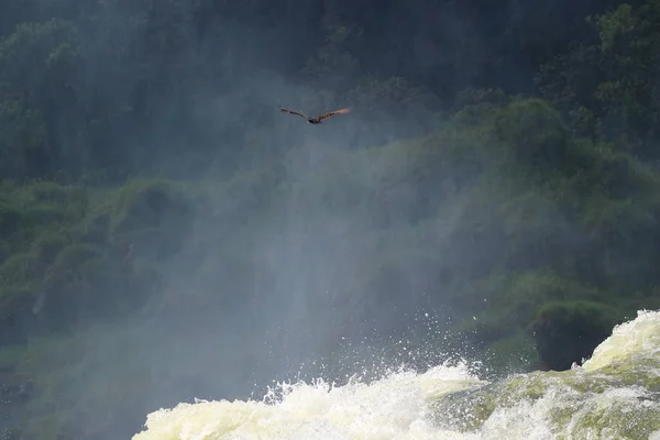 Condor Andin Survolant Puissante Cascade Iguazu Argentine Amérique Sud — Photo