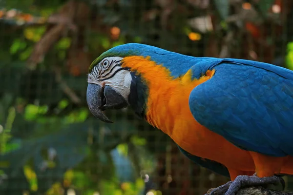 Primo Piano Del Pappagallo Ara Ara Ararauna Nel Parco Foz — Foto Stock