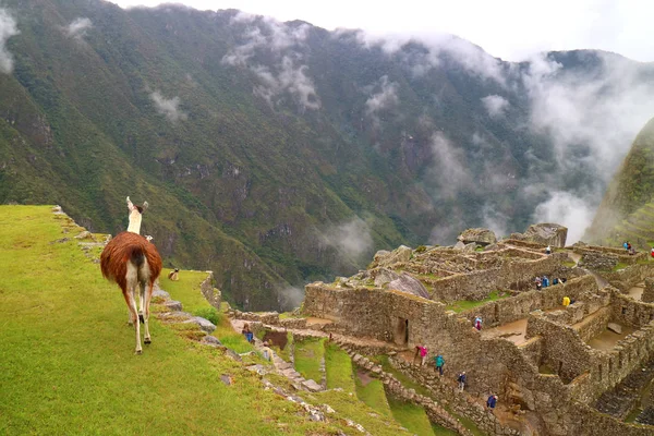 Llama Caminhando Colina Verde Machu Picchu Sítio Arqueológico Região Cusco — Fotografia de Stock