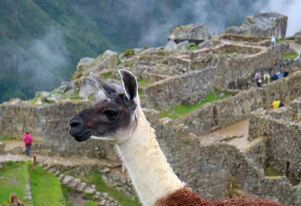 Primer Plano Una Linda Llama Contra Las Famosas Ruinas Incas — Foto de Stock