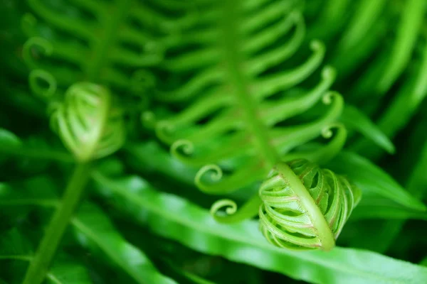 Closeup Unfolding Young Fern Leaf Selective Focus — 스톡 사진