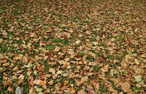 Season changing, the natural carpet of fallen leaves on the grass field for background
