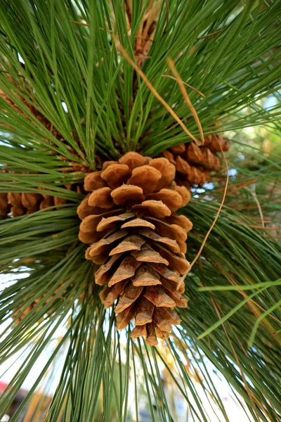 Verticale Foto Van Gesloten Dennenappel Hangend Aan Dennenboom Het Najaar — Stockfoto