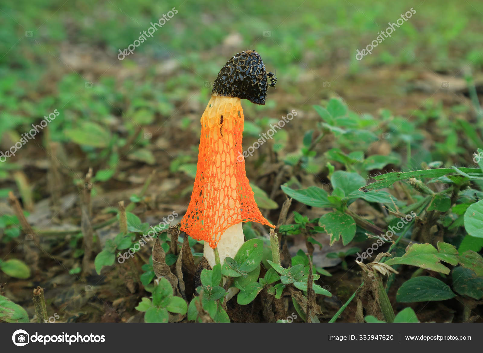 29 Crinoline Stinkhorn Stock Photos Images Download Crinoline Stinkhorn Pictures On Depositphotos 29 Crinoline Stinkhorn Stock Photos Images Download Crinoline Stinkhorn Pictures On Depositphotos