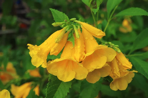 Fechado Grupo Flores Amarelas Vibrantes Com Gotas Água Após Chuva — Fotografia de Stock