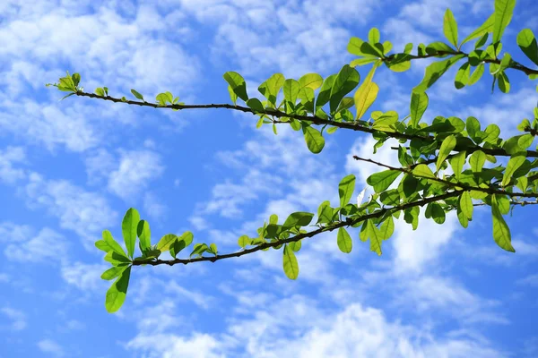Plumeria Drzewa Gałęzie Żywymi Zielonymi Liśćmi Przed Żywym Niebieskim Niebem — Zdjęcie stockowe