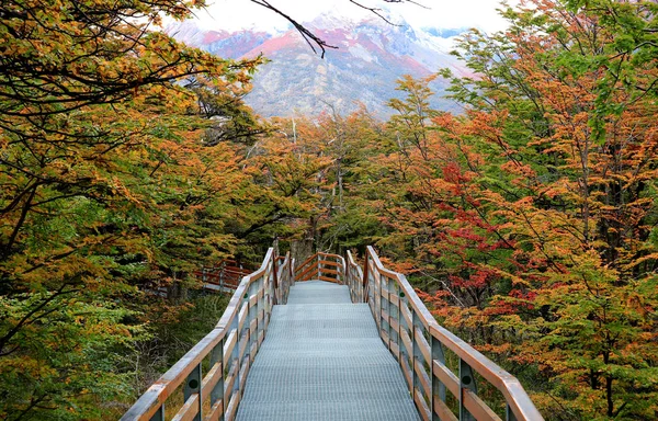 Walkway Amongst Beautiful Fall Foliage Los Glaciares National Park Santa — 스톡 사진