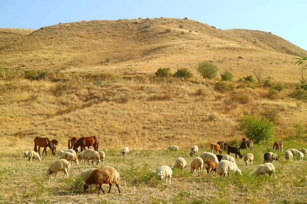 Flock Får Och Betar Fritt Fältet Vayots Dzor Provinsen Armenien — Stockfoto