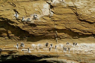 Katedral kemerine ya da Katedral 'e tüneyen sayısız vahşi kuş, Peru' nun Ica bölgesindeki Paracas Ulusal Rezervi 'ndeki ünlü kaya oluşumu.