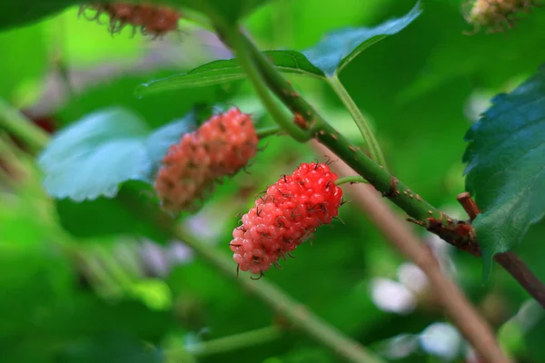 Amadurecendo Frutas Amoreira Vermelhas Seus Ramos Árvore Foco Seletivo Fundo — Fotografia de Stock
