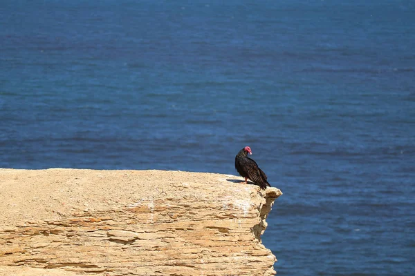 Uccello Condor Selvatico Nero Sulla Scogliera Della Riserva Nazionale Paracas — Foto Stock