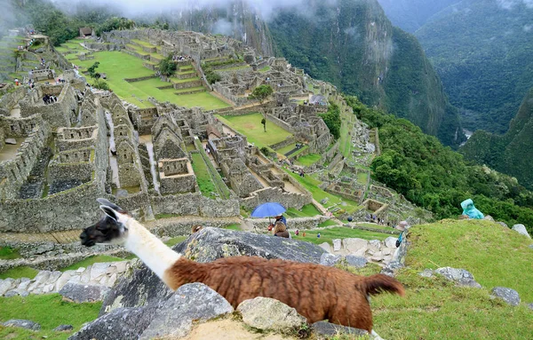 Stunning View Famous Machu Picchu Llama Foreground Cusco Region Peru — Stock Photo, Image