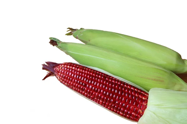 Maïs Pourpre Frais Avec Des Écorces Vertes Des Grains Couleur — Photo