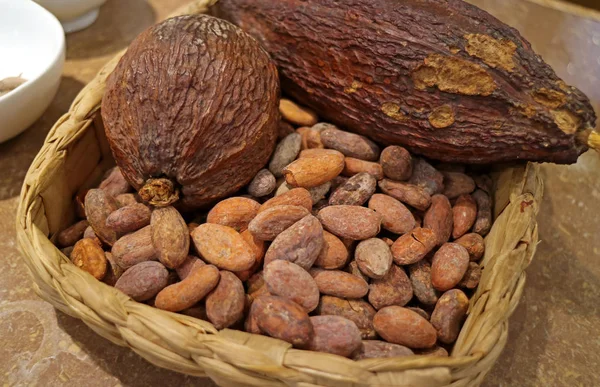 Dry cacao pod with heap of roasted cacao beans in a chocolate shop in Peru