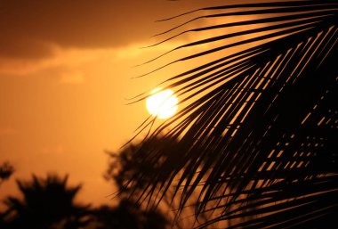 Hindistan cevizi palmiyesi yaprağının silueti Paskalya Adası, Şili 'nin altın gökyüzünde parlak batan güneşe karşı