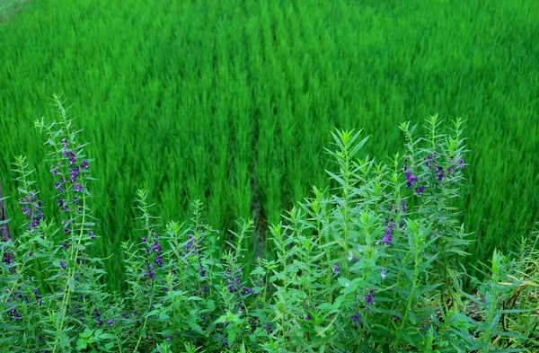 Levandulový Keř Rozmazaným Rýžovým Polem Pozadí — Stock fotografie