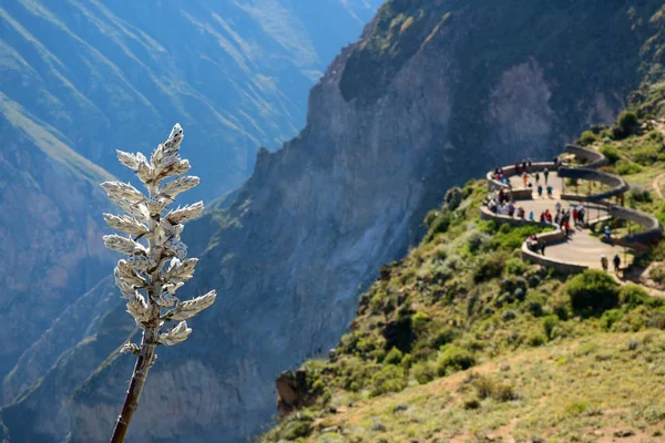 Close Van Puya Weberbaueri Bloem Met Wazig Uitzicht Balkon Voor — Stockfoto