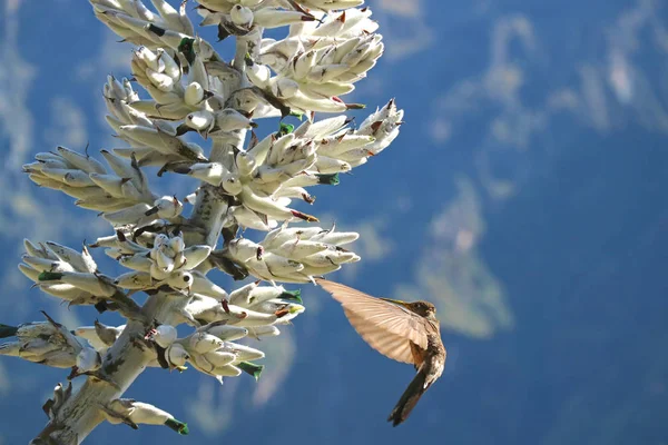 Big Hummingbird Approching Puya Weberbaueri Flower Colca Canyon Arequipa Region — Photo