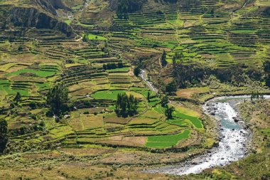 Stunning Stepped Agricultural Terraces in the Sunlight, Colca Canyon or Valle del Colca in Arequipa Region of Peru clipart
